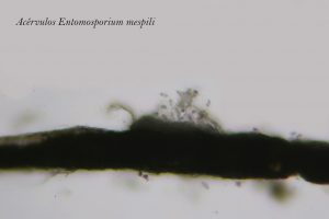 Entomosporium mespili, acérvulos.