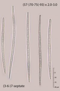 Godronia urceolus