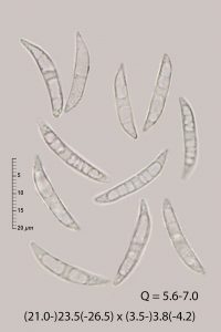 Colletotrichum dematium