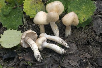 Cortinarius argutus