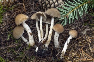 Psathyrella fibrillosa
