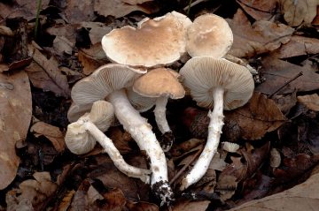 Limacella delicata