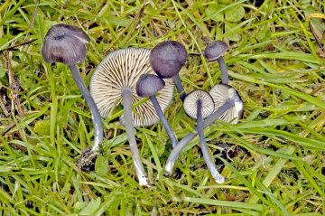 Entoloma corvinum