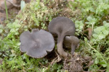 Helvella corium