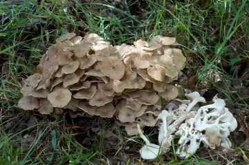 Polyporus umbellatus
