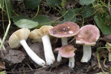 Russula arpalices