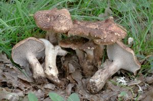 Sarcodon quercinofibulatus