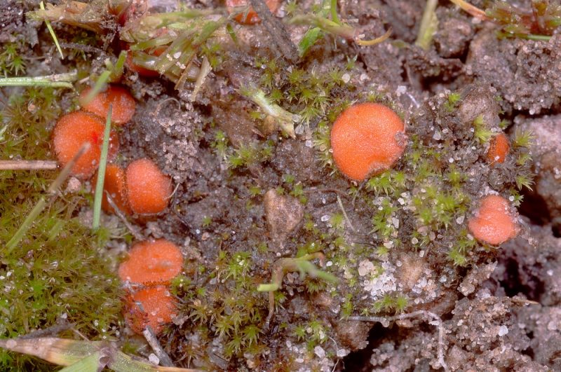 Scutellinia mirabilis