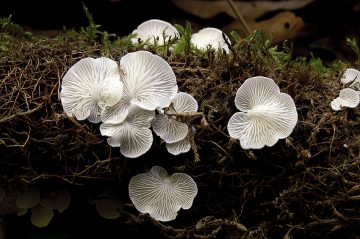 Cheimonophyllum candidissimum