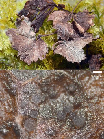 Gloeosporidiella ribis