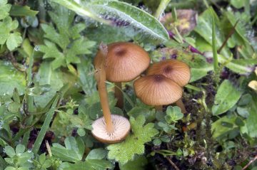 Entoloma formosum