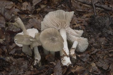 Entoloma rhodopolium
