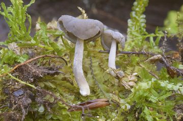 Helvella branzeziana