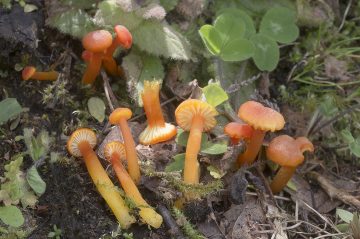 Hygrocybe cantharellus