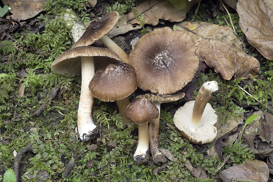 Inosperma Maculatum Boud Matheny Esteve Rav CEMAS Inocybe 