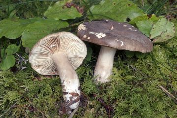 Lactarius ruginosus