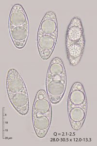 Leucoscypha leucotricha
