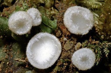 Leucoscypha leucotricha