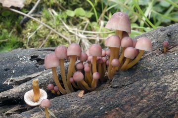 Mycena renati