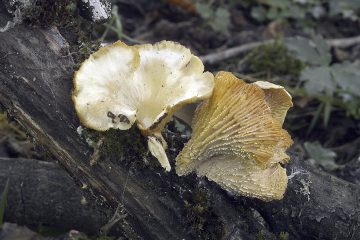 Neofavolus suavissimus