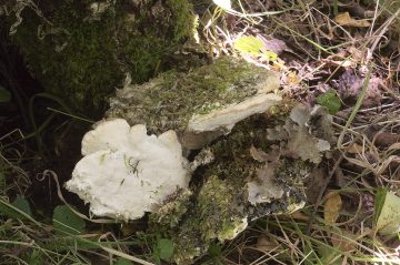 Oxyporus populinus