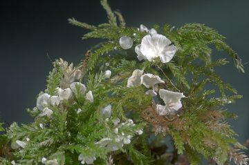 Rimbachia bryophila