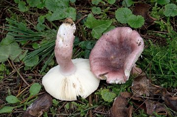 Russula amoena