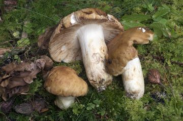 Russula
