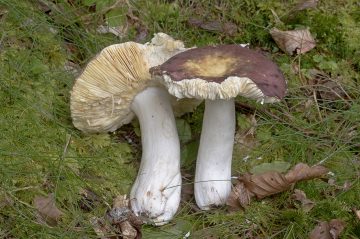 Russula romellii
