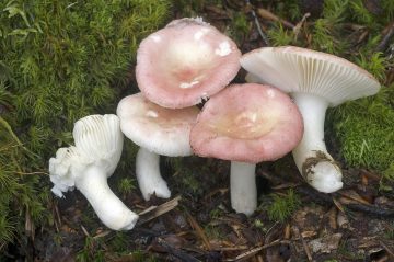 Russula silvestris