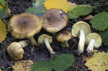 Tricholoma frondosae