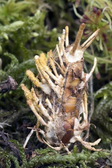 Cordyceps tuberculata