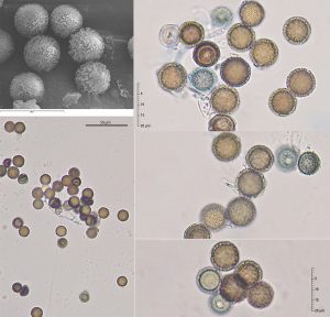 Elaphomyces mutabilis