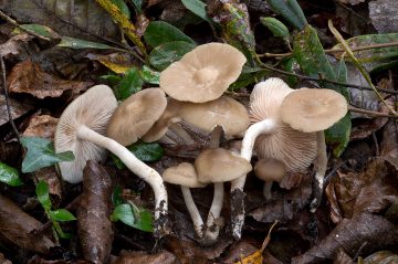 Entoloma sericatum