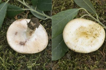 Lactarius aspideus