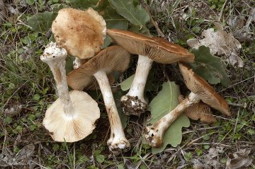 Leucocortinarius bulbiger