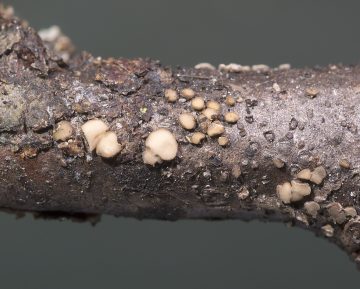 Mollisia ramealis