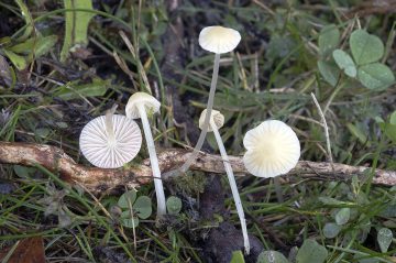 Mycena floridula