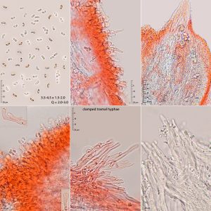 Phlebia aurea