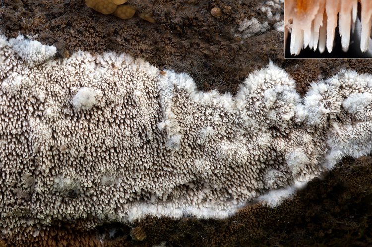 Phlebia aurea