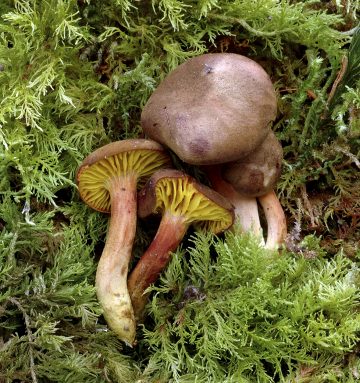 Phylloporus pelletieri