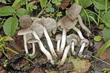 Coprinopsis melanthina