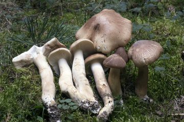 Tricholoma psammopus