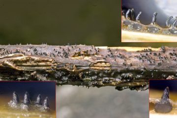 Breviappendix rubi