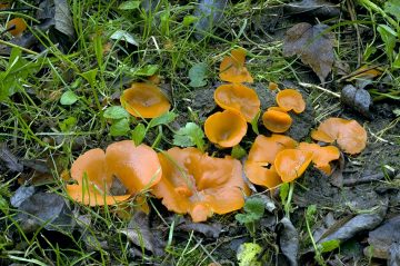 Aleuria aurantia