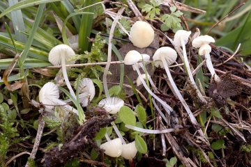 Atheniella flavoalba f. bisporica