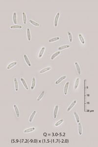 Calycellina chlorinella 