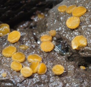 Cheilymenia granulata