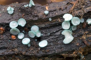 Chlorociboria aeruginosa