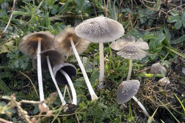 Coprinellus radians